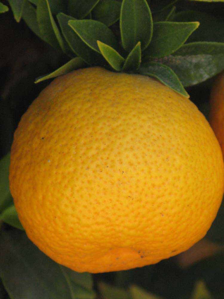            Fruit of  Citrus myrtifolia      (Large Chinotto,   Riverside, CA)   